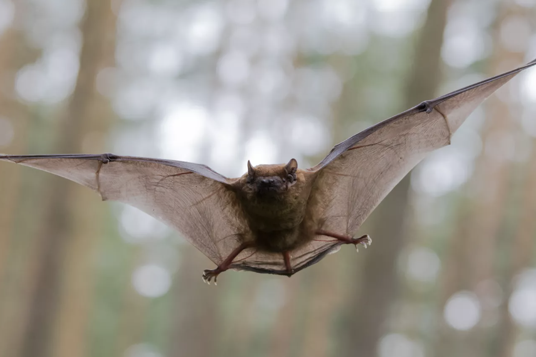 Bat Flying