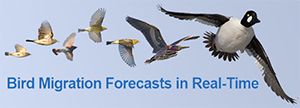 Bird Migration Forecasts