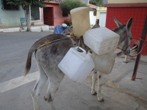 Donkey carrying water jugs