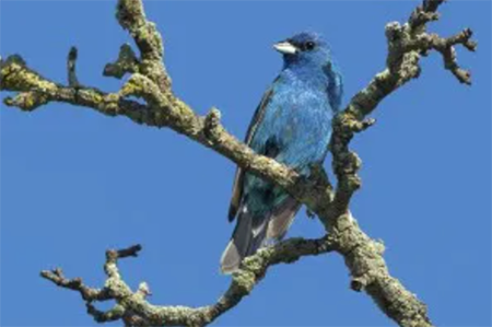 A Blue Bird