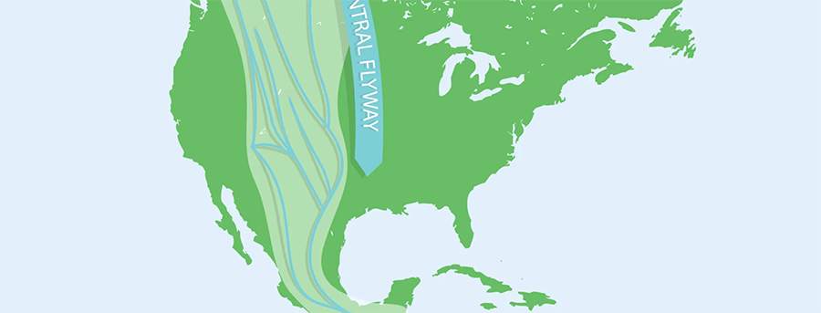 Bird Migration Map