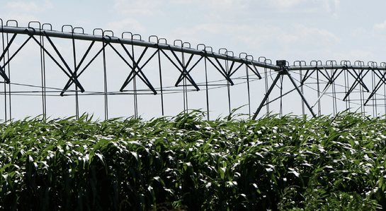 Irrigated corn. Source: Kay Ledbetter, Texas A&M AgriLife.