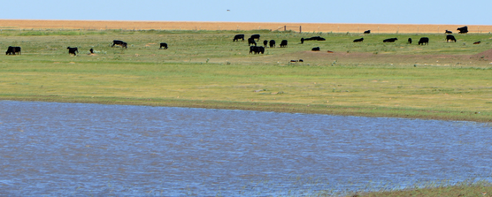 Texas Panhandle Cattle. Source: Kay Ledbetter, Texas A&M AgriLife.