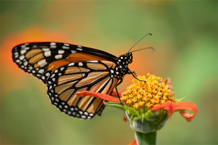 Endangered Monarch