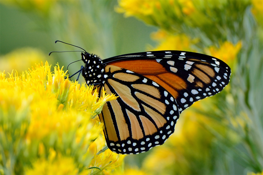 Migratory Monarch