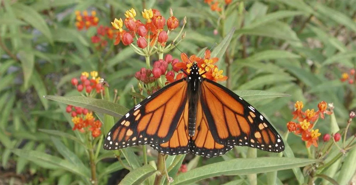 Monarch Feeding on Milkweed