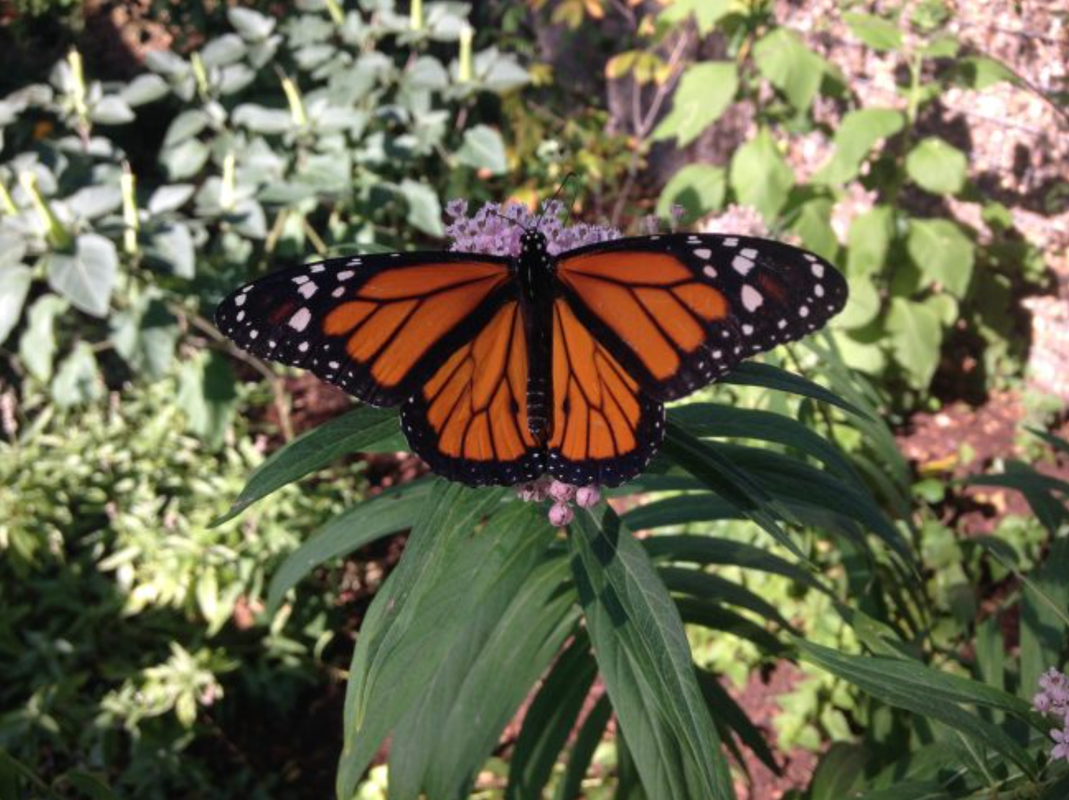 Monarchs & Milkweed
