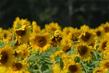 Monarchs on Sunflowers