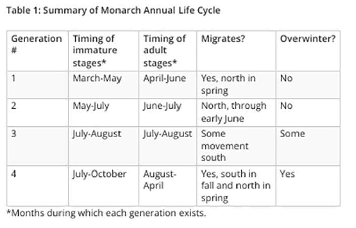Monarch Life Cycle Table
