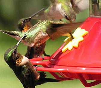 Ruby-throated Hummingbirds_Closeup