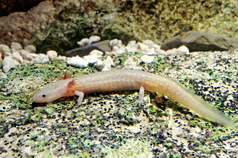 Salamander_1