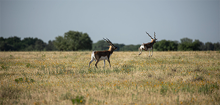 SO3 Ranch_Antelopes