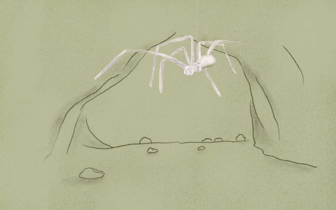 Tooth Cave Spider