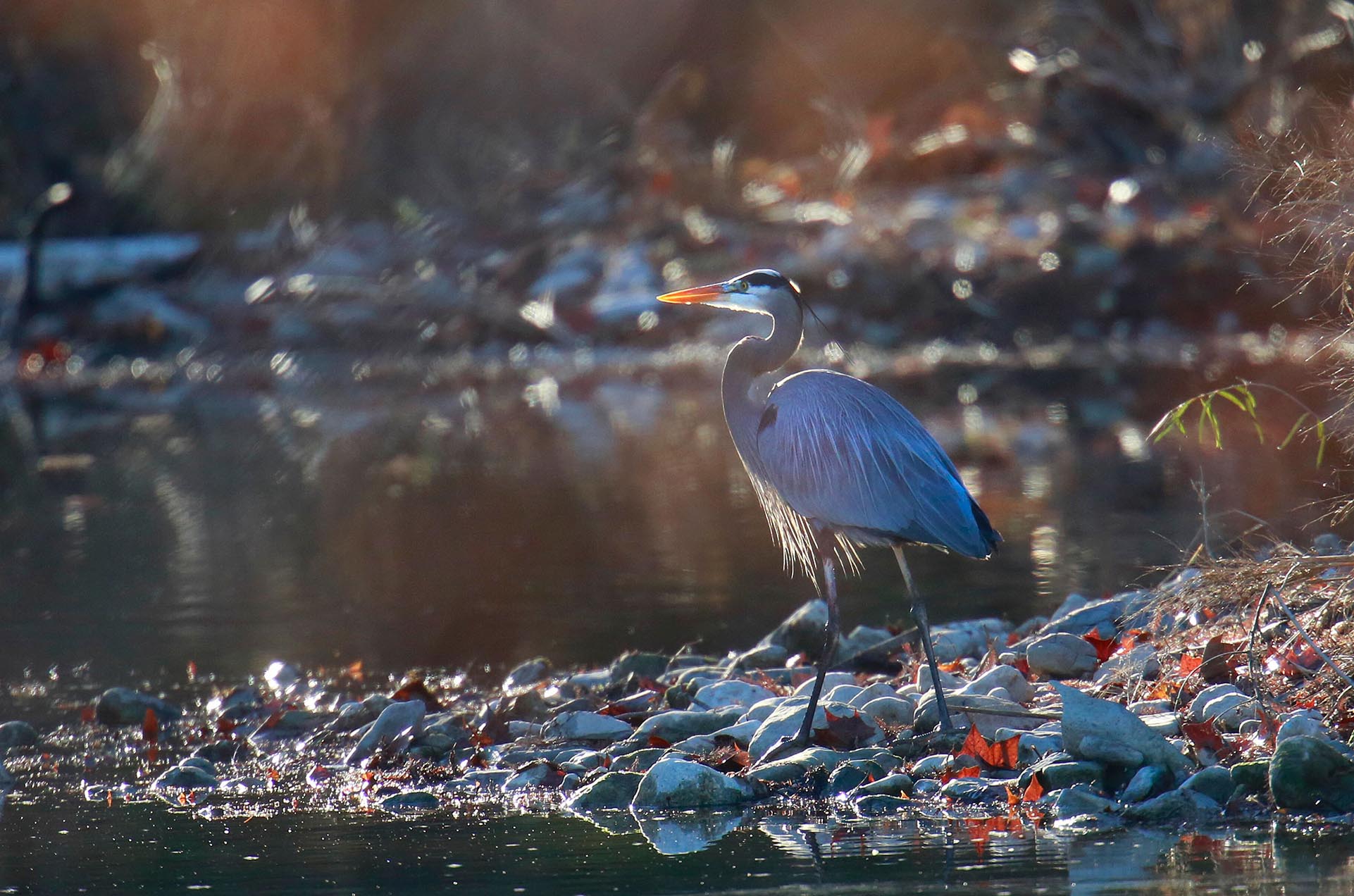 Tharp Great Blue Heron.jpeg