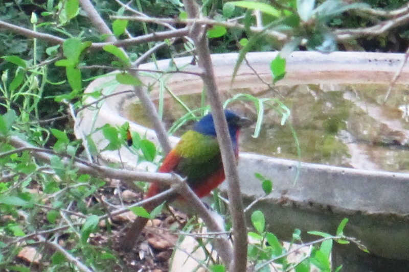 4-26-2013 Male Painted Bunting