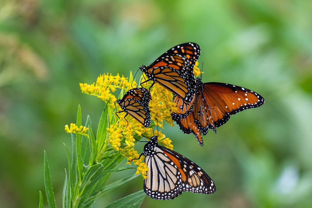 monarchs
